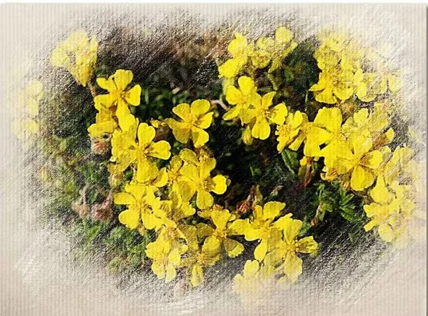 A cluster of yellow flowers, possibly primroses, with green leaves in the background.