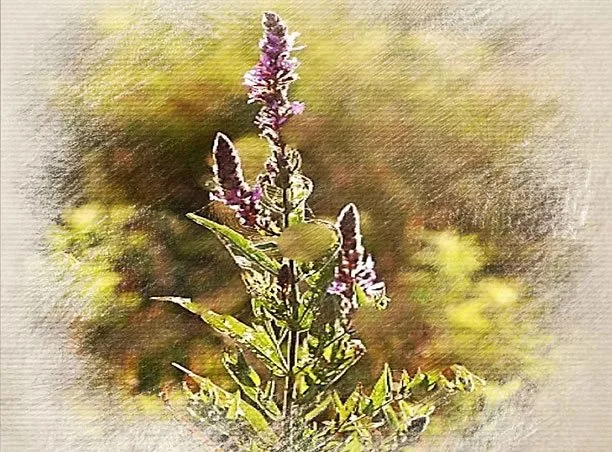 Close-up of a flowering plant with purple flowers and green leaves, blurred background.