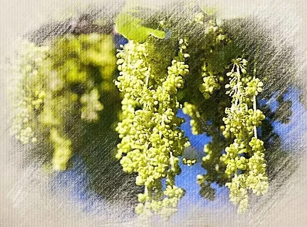 Close-up of green grape clusters hanging from a vine against a background of blue sky and foliage.