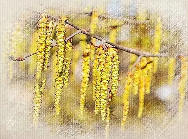 Yellow catkins hanging from a tree branch.