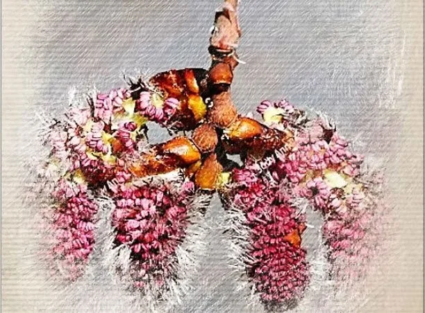 Close-up of a bee on pink and purple flower clusters with a textured background.