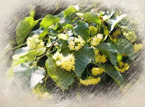 Cluster of green leaves with small yellowish-green flowers