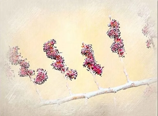 Close-up of a branch with pink and purple blossoms arranged to spell 'love' on a light background.