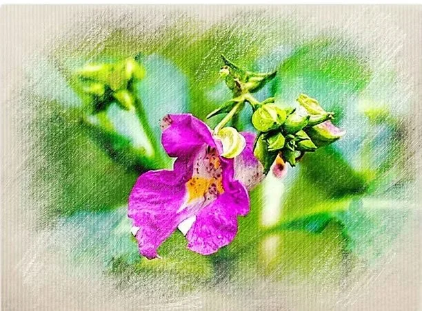Pink and purple flower with surrounding buds on green plant covered by a textured filter.