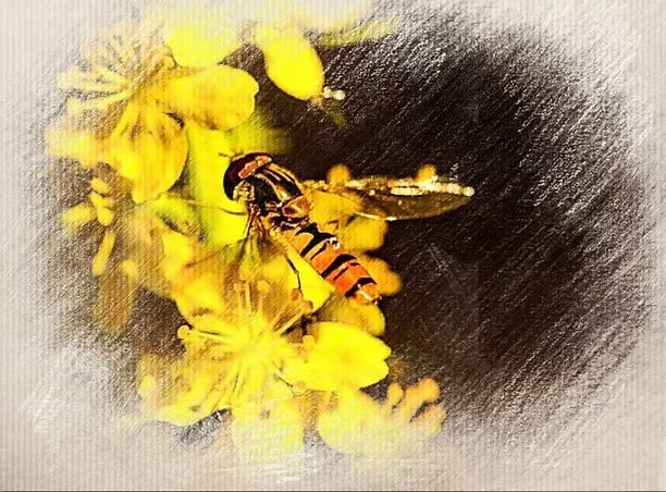 A hoverfly with orange and black stripes on its body, collecting nectar from yellow flowers.