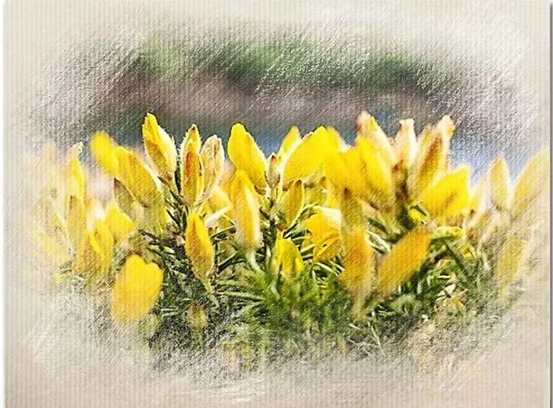 Close-up of yellow flowers blooming in a field.