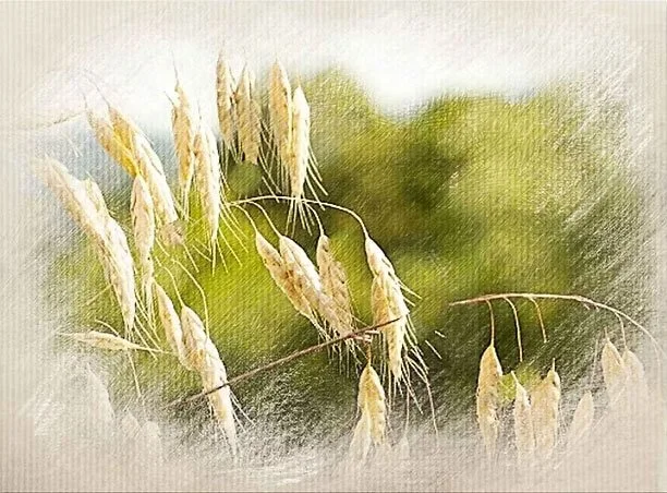 Close-up of dry grass or wheat against a blurred green background, with a painterly effect.