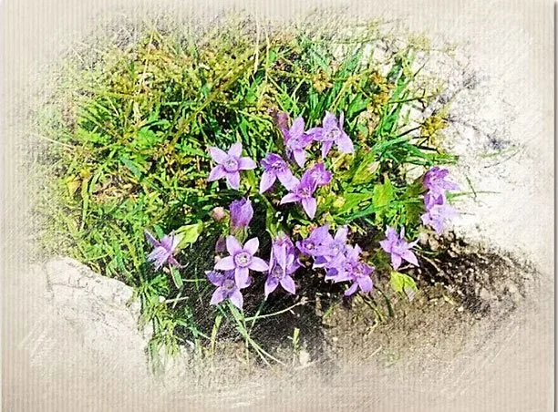 Purple flowers blooming among green grass in a garden bed.