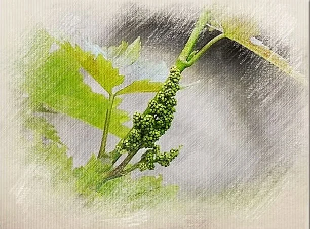 Close-up of a green grape cluster growing on a vine with leaves in the background.