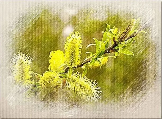 Close-up of a branch with yellow and white fuzzy catkins and green leaves.