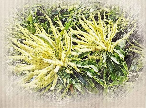 Close-up of cannabis plant with buds and green leaves