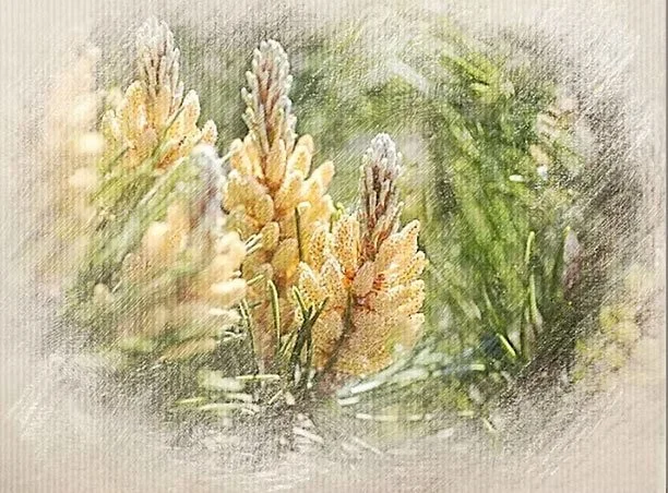 Close-up of yellow and purple wildflowers and green foliage, with a watercolor effect.