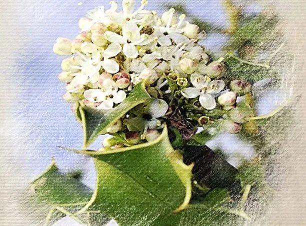 Close-up of a white flower with green leaves and small pink buds, possibly part of a holly plant.