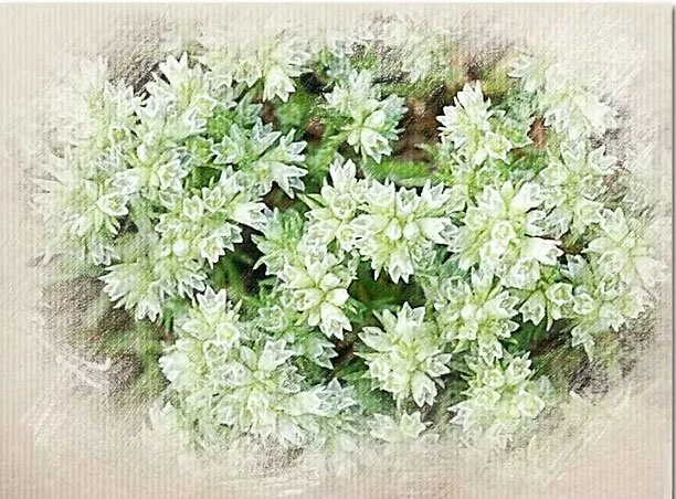A cluster of green and white variegated leafy plants.