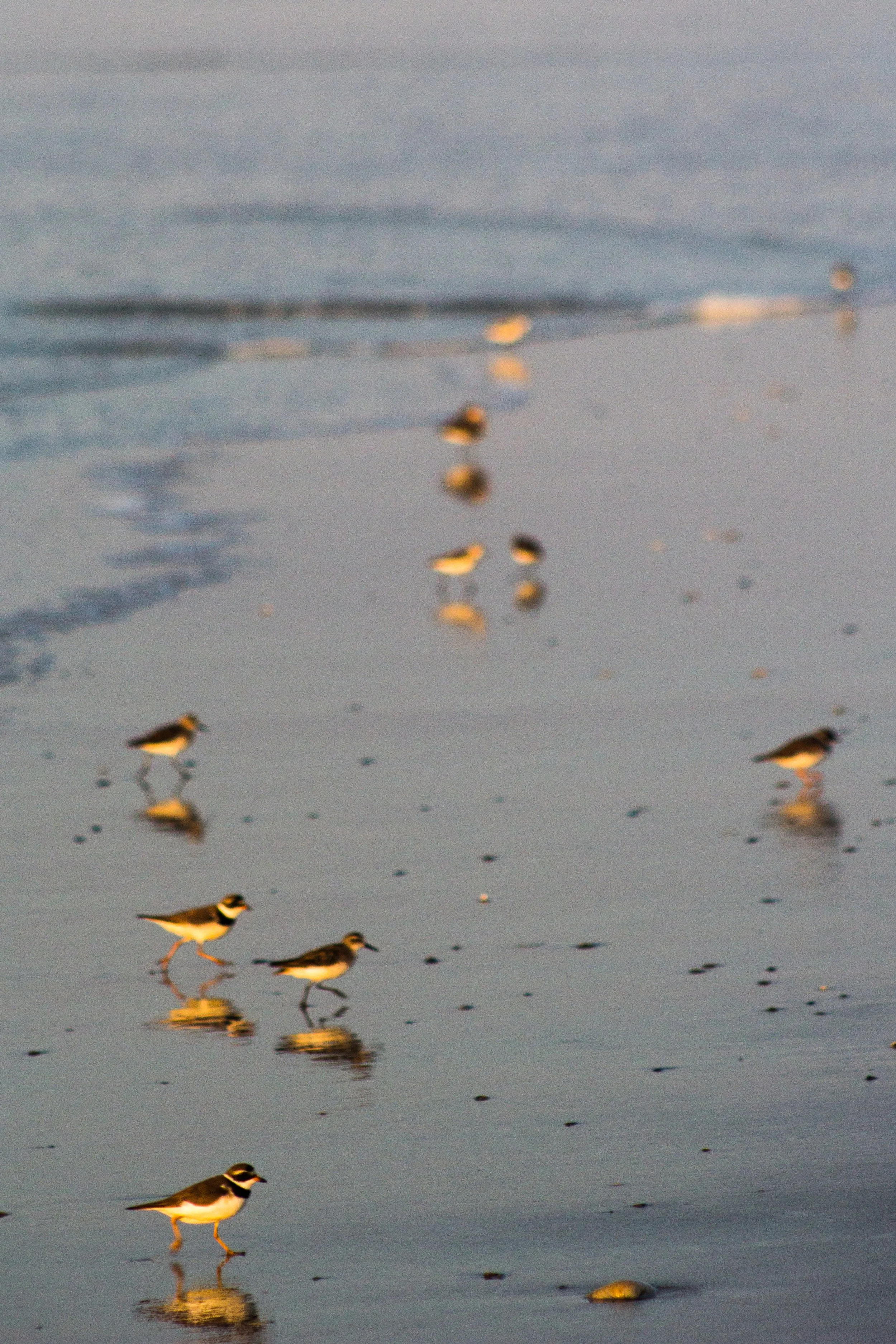 Plovers walking on wet sandy beach with reflections and a blurred horizon in the background.