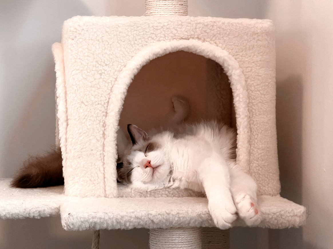 A fluffy white and gray cat is sleeping peacefully inside a beige cat tree with a soft, carpeted enclosure, on a platform. The cat is stretched out with its front paws extended and eyes closed.