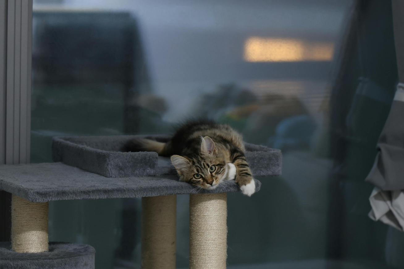 A tabby cat lying on a gray cat tree platform, looking at the camera with green eyes.