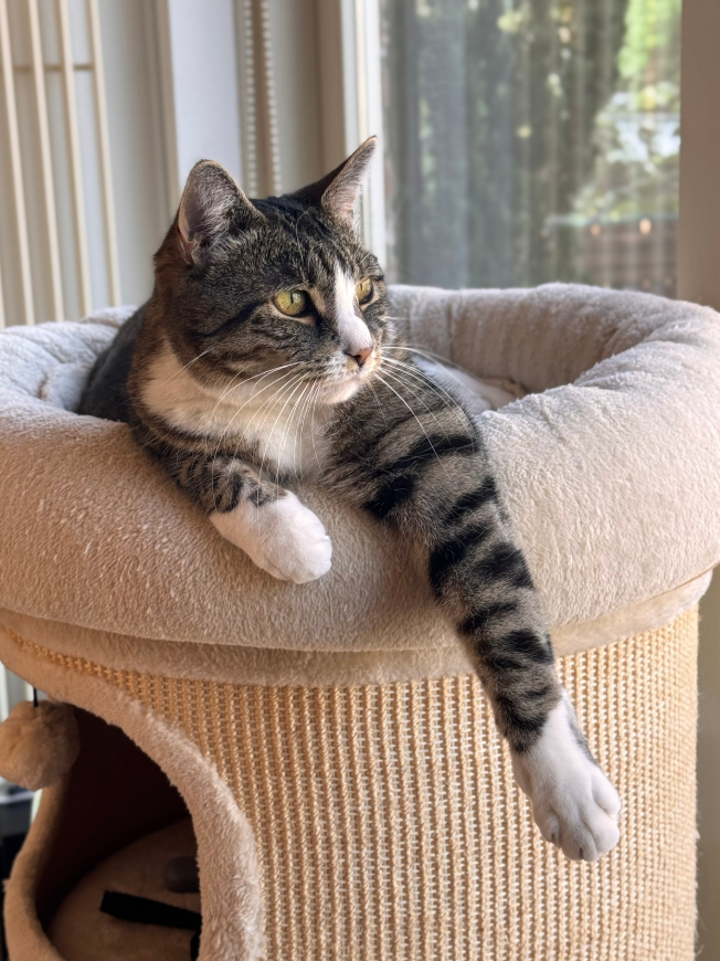A tabby cat with white paws lying on a beige cat tree near a window, gazing outside with sunlight filtering through the glass.