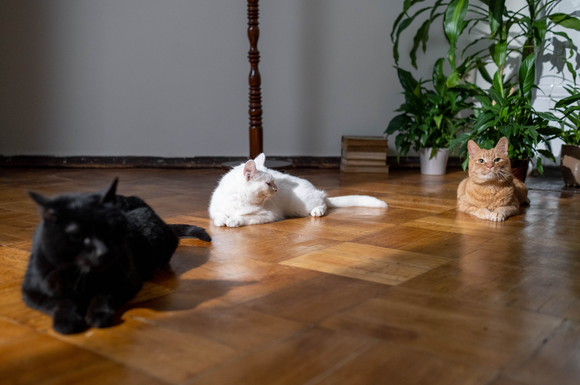Four cats lying on a wooden floor near a wall, with a large potted plant and a wooden lamp in the background.