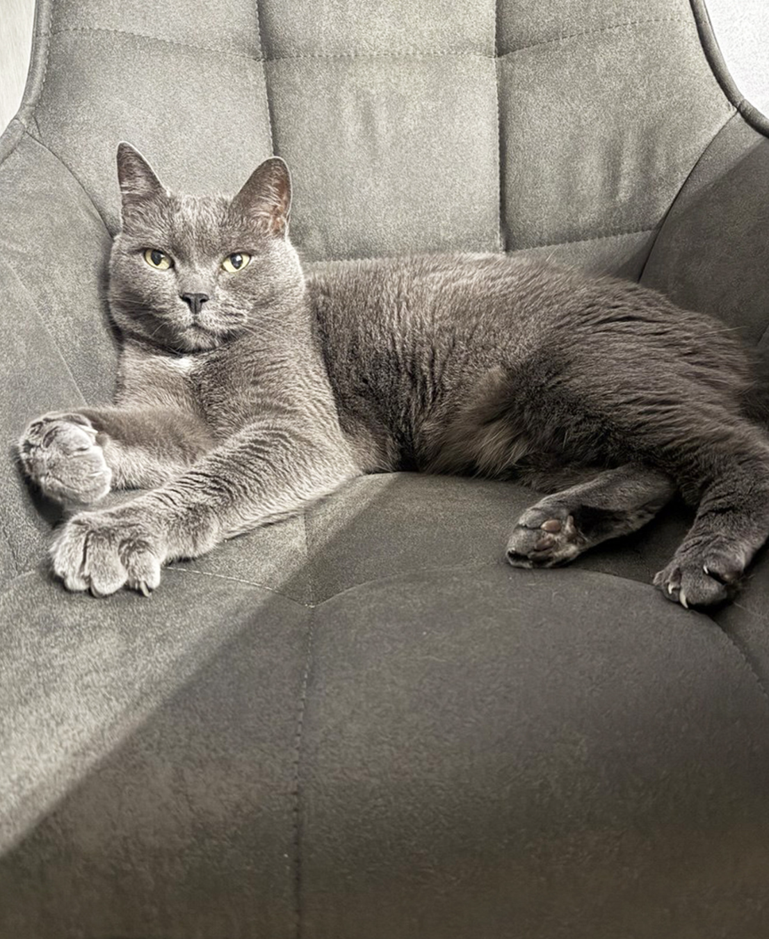 A gray cat lying on a gray upholstered armchair, looking at the camera with relaxed posture and front paws crossed.