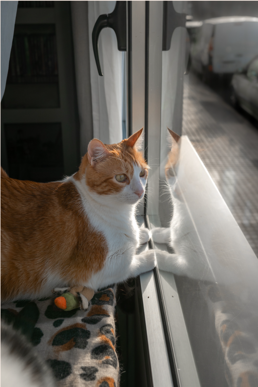 Orange and white cat looking out a window during daylight, with its reflection visible on the glass.