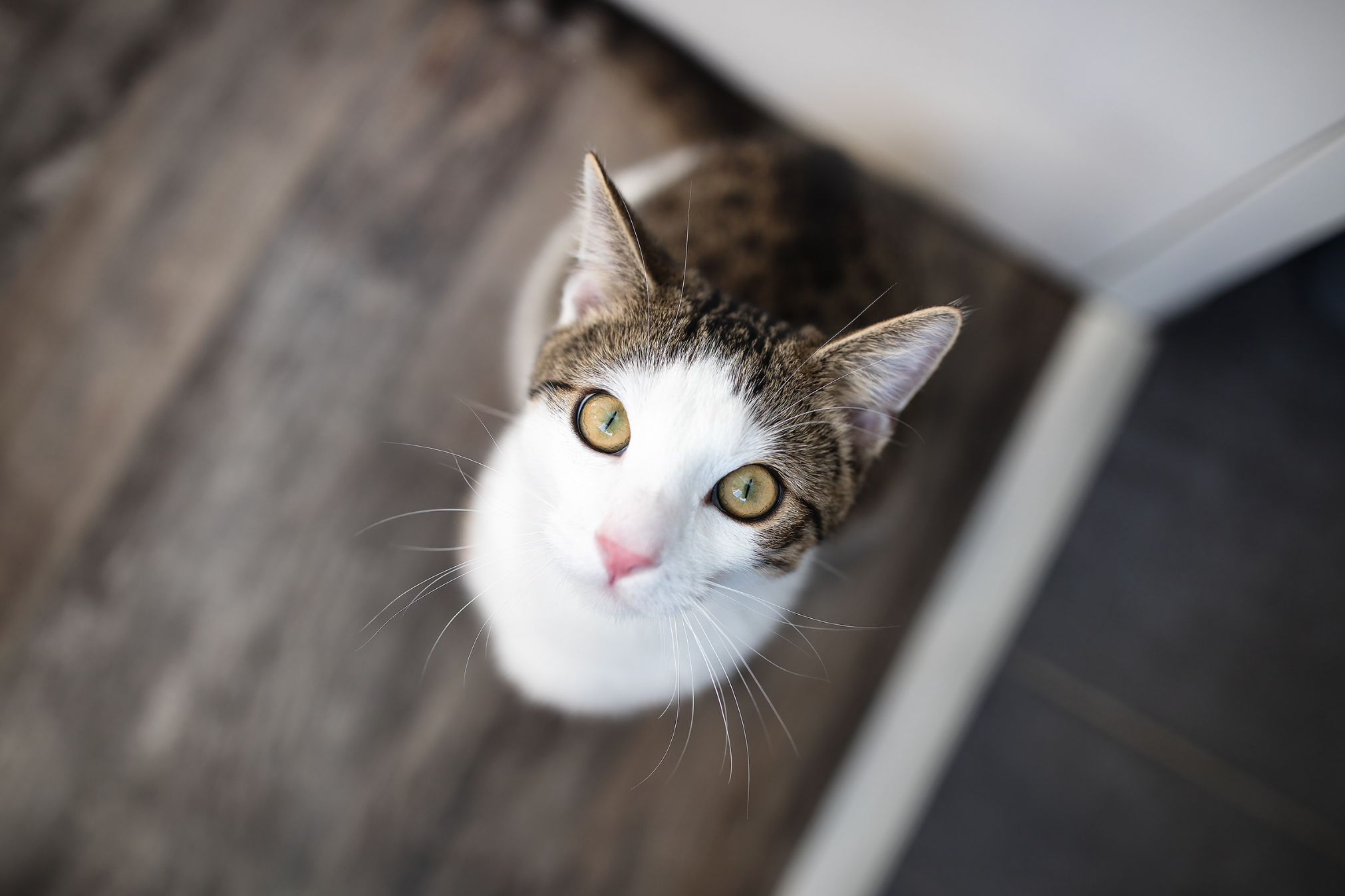Close-up of a cat with white fur and tabby markings, looking directly at the camera with yellow-green eyes.