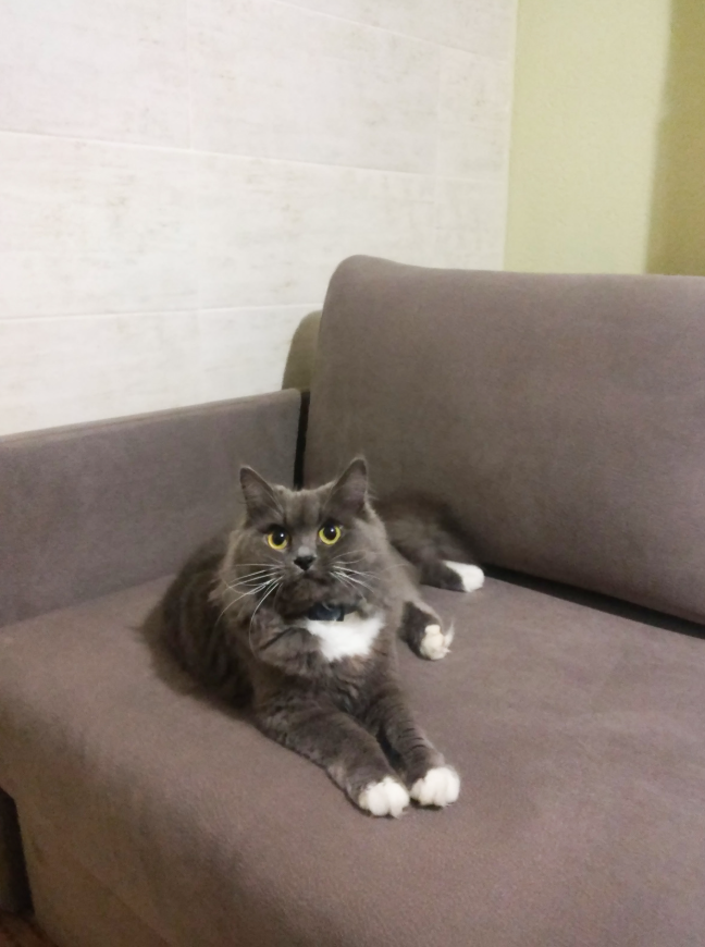 A gray and white cat lying on a brown couch in a room with cream-colored walls.