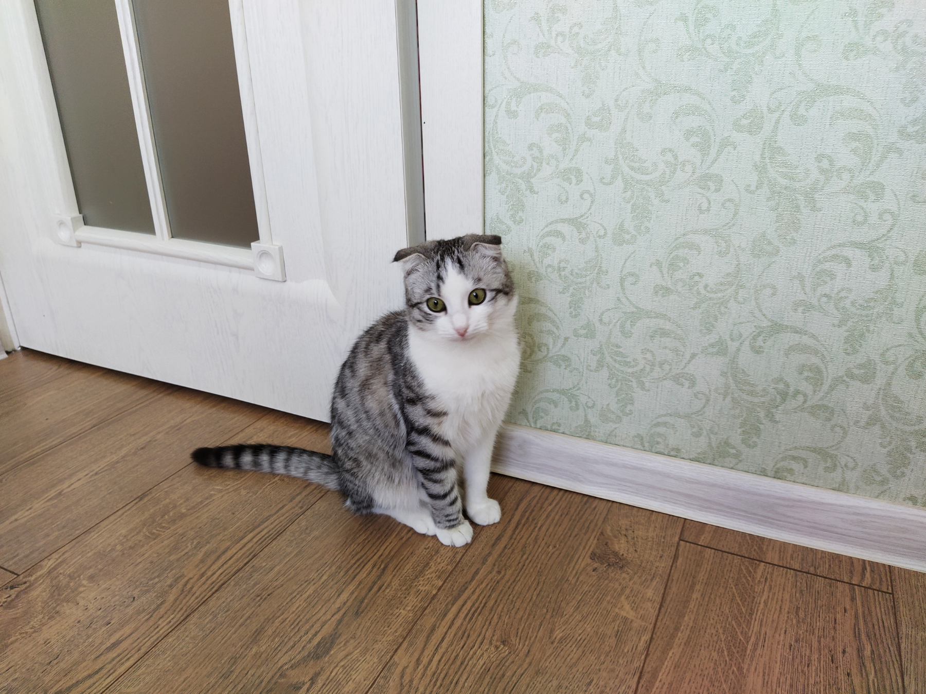 A gray and white striped cat sitting on a wooden floor next to a light green patterned wallpaper and a white door with glass panels.
