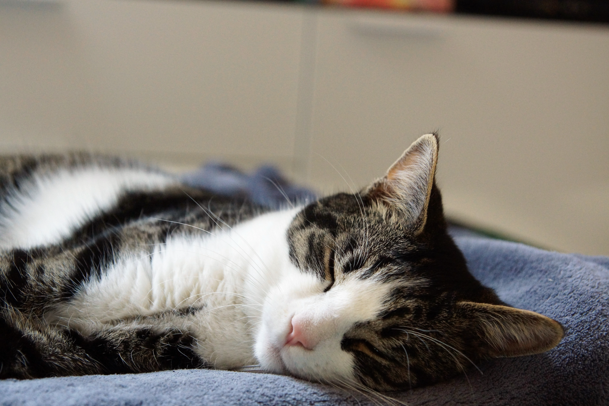 Close-up of a sleeping tabby and white cat resting on a soft blue surface with a beige background.