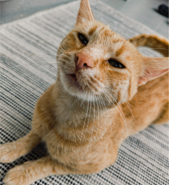 Close-up of an orange tabby cat lying on a striped surface, looking up at the camera with half-closed eyes.