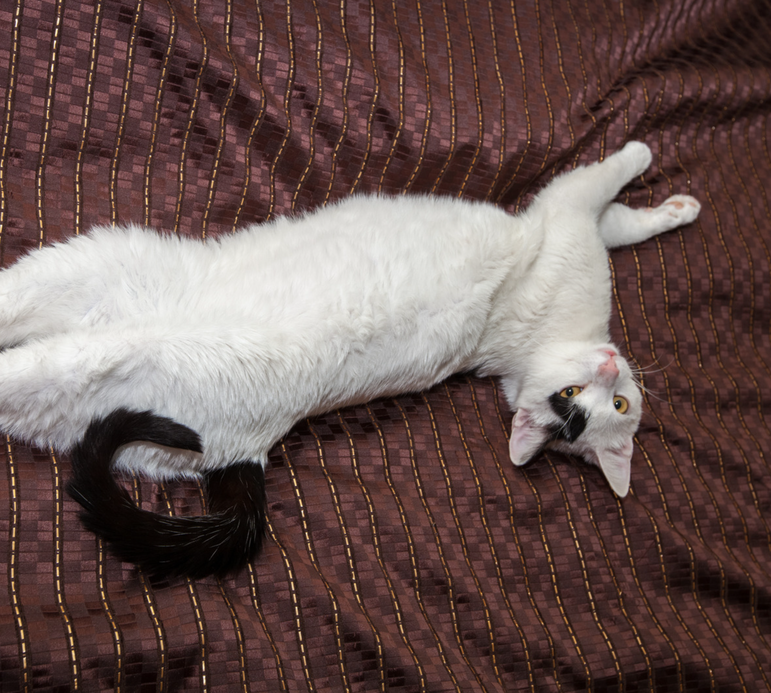 A white cat with black markings lying on a textured, striped burgundy and gold fabric, looking up with yellow eyes.