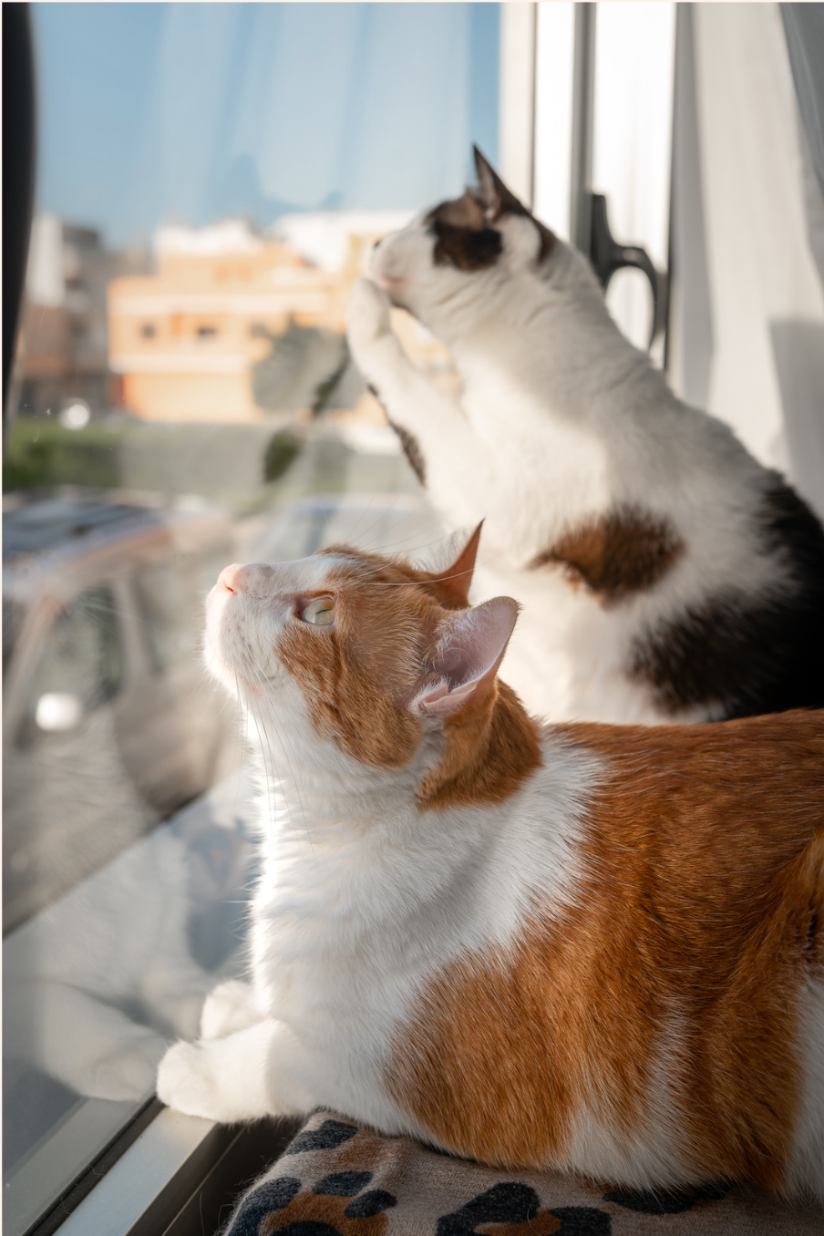 Two cats sitting by a window on a sunny day, looking outside. One is an orange and white cat, and the other is a black and white cat.