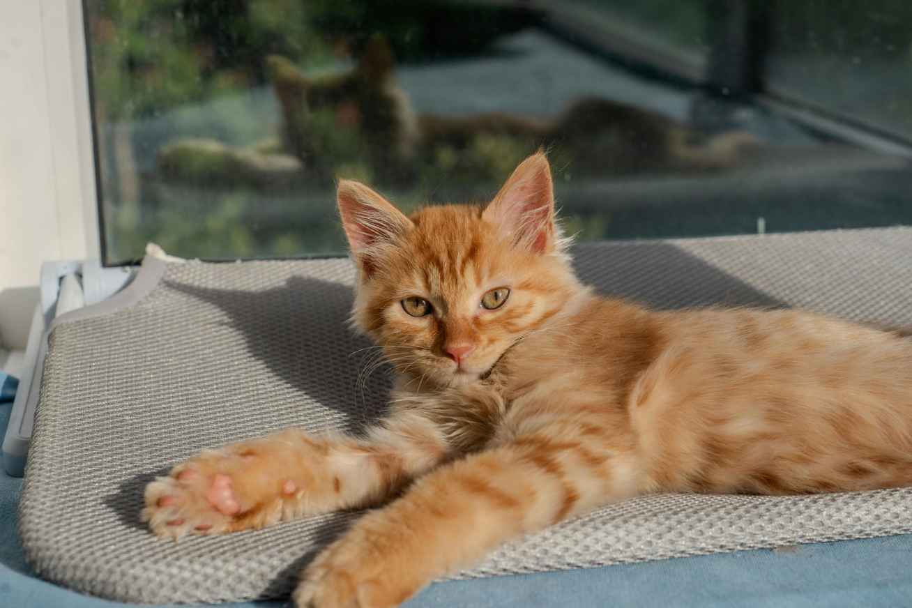 A ginger kitten lying on a gray textured mat by a window with a green outdoor view.