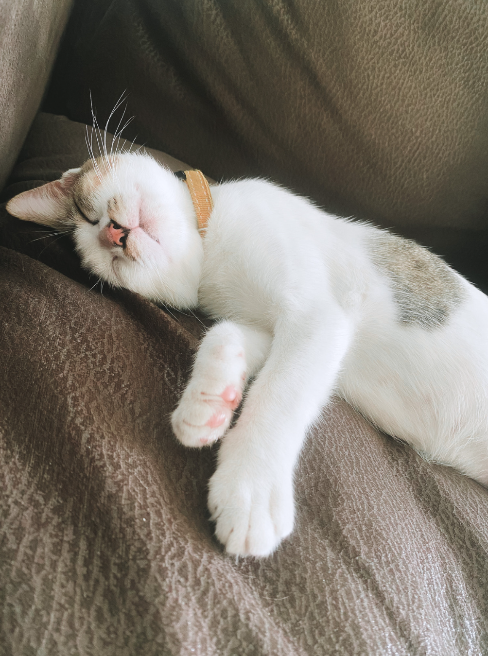 A white cat with brown markings sleeping on a brown sofa, wearing an orange collar.