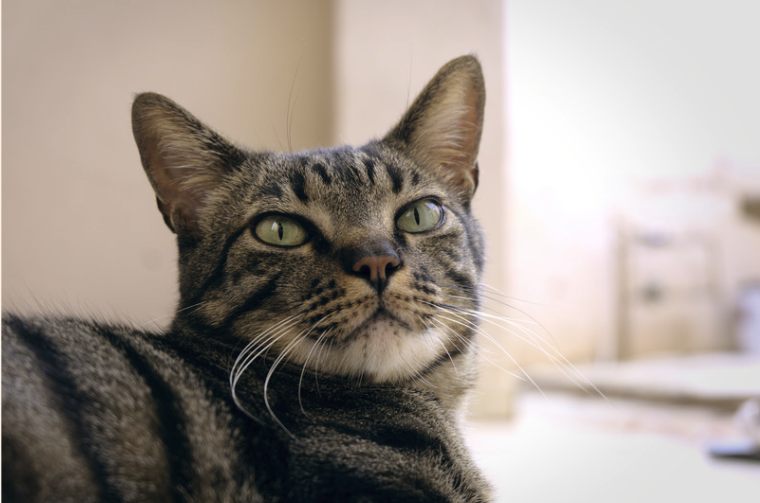 Close-up of a tabby cat with green eyes looking at the camera inside a home.