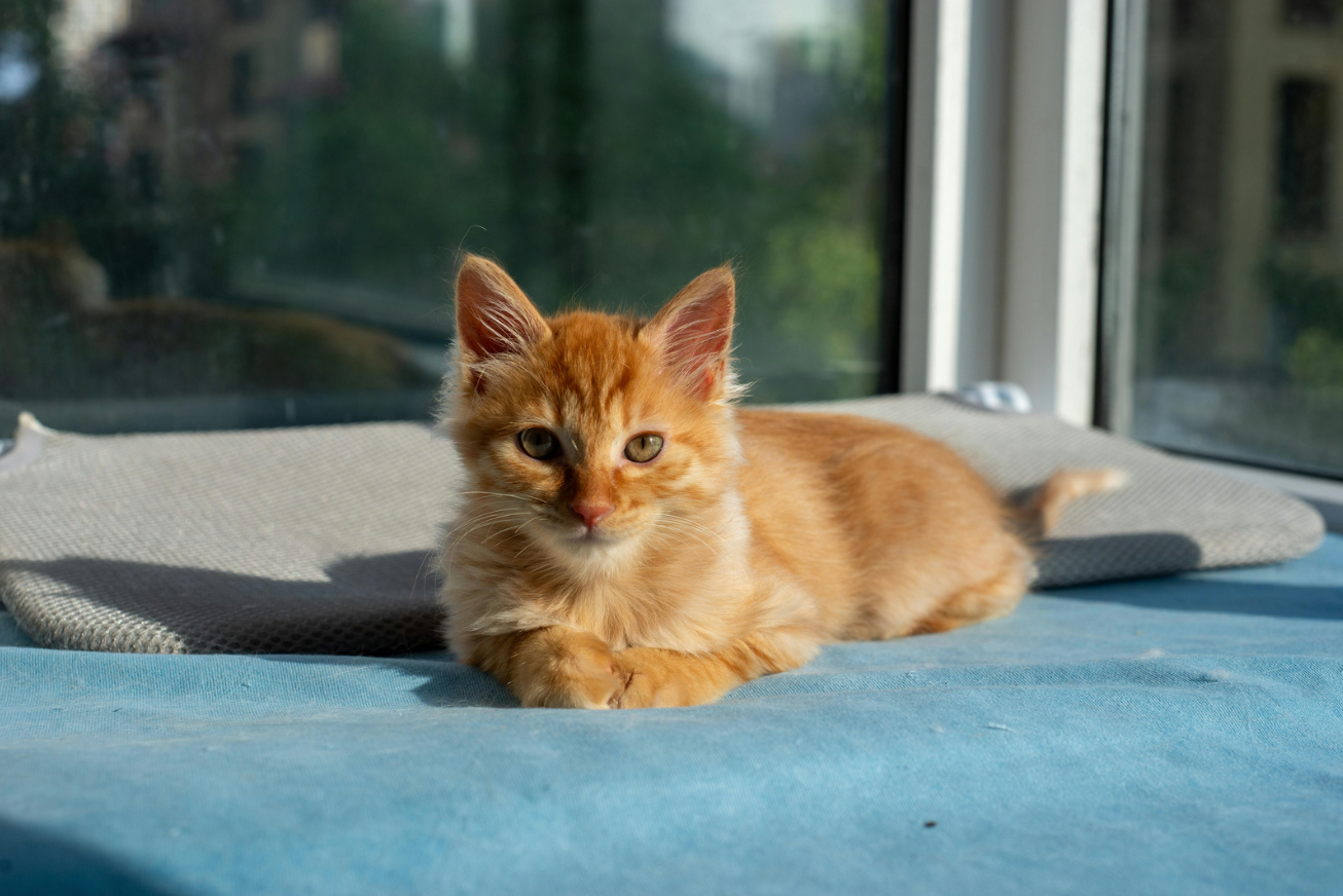 Kitten Foundations Package