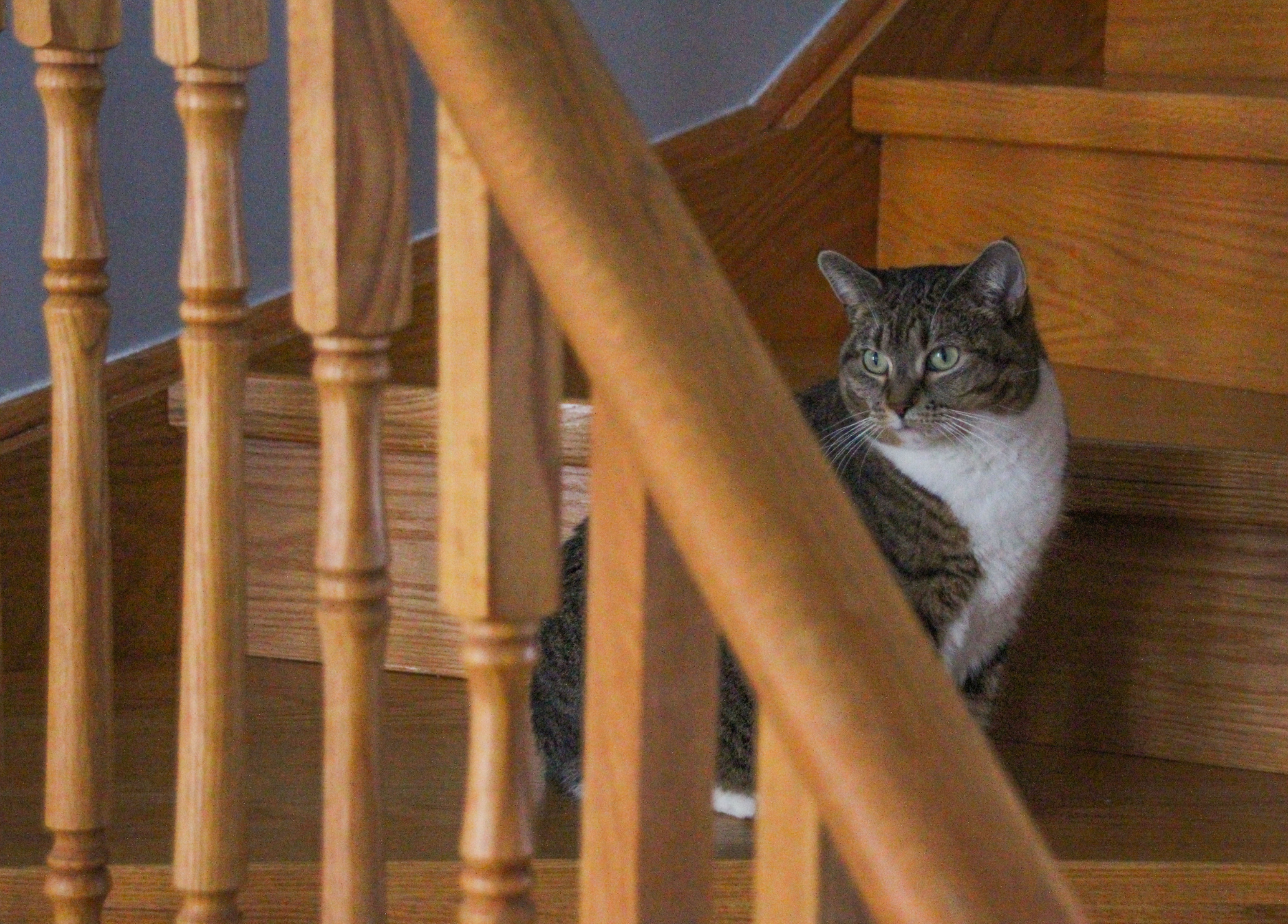 A tabby cat with white chest and paws sitting under a wooden staircase, partially obscured by the stair railing.
