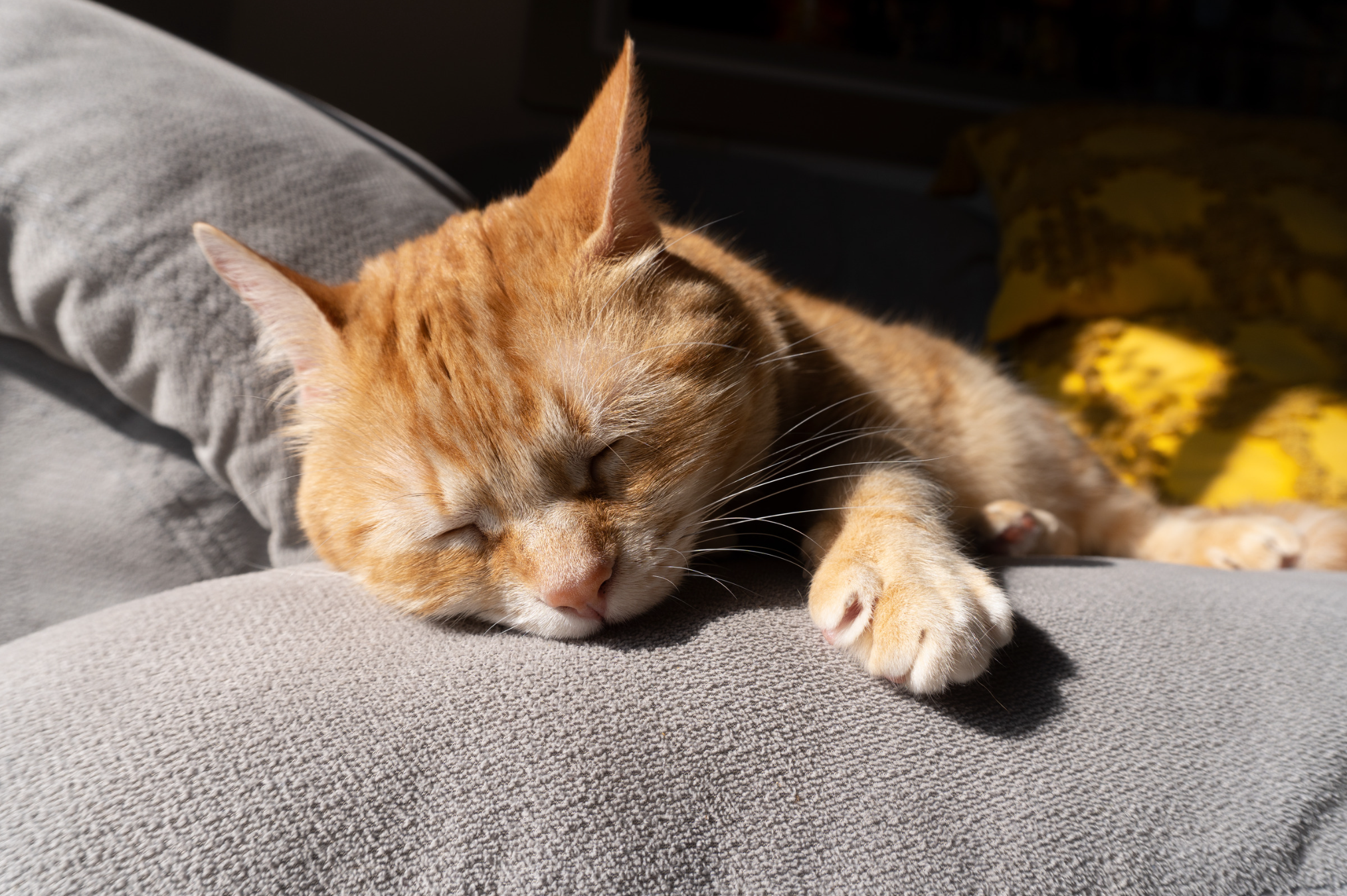 Close-up of an orange tabby cat sleeping on a gray sofa in sunlight.