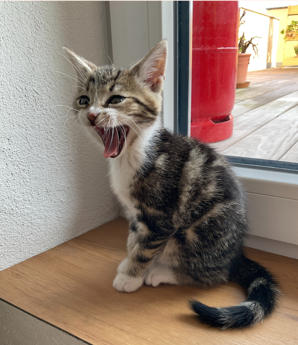 A playful tabby kitten sitting on a wooden surface near a glass door, yawning with its mouth wide open in a playful manner.