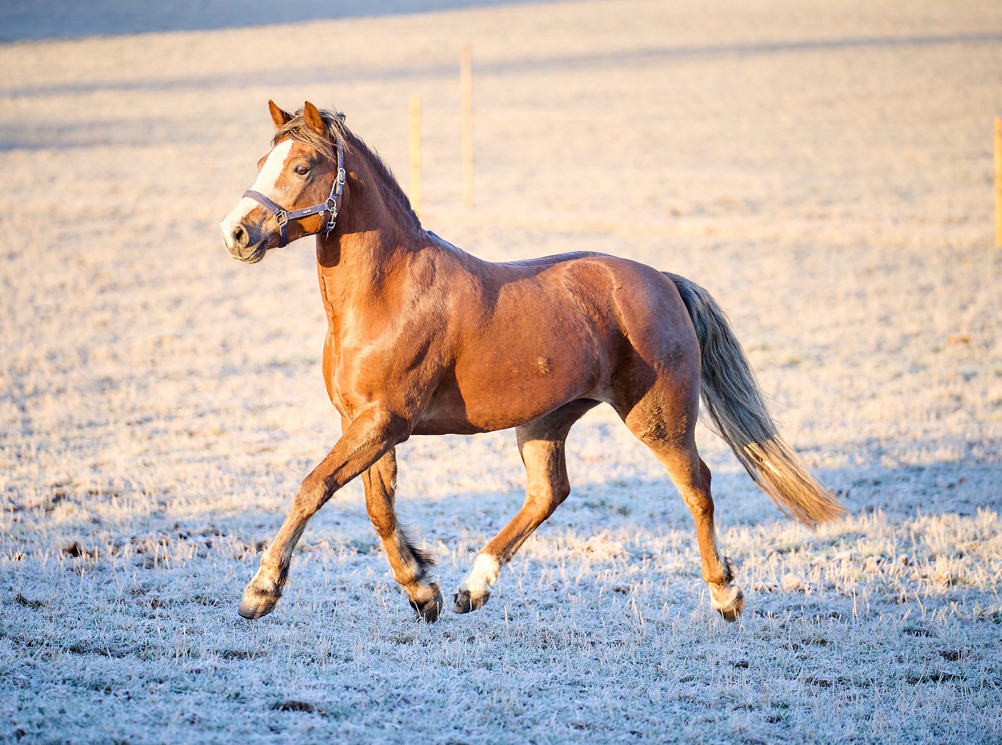 stall-ringby-mars-2026-myra-wippler_ 23.jpg