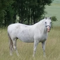 Arda's Beamish