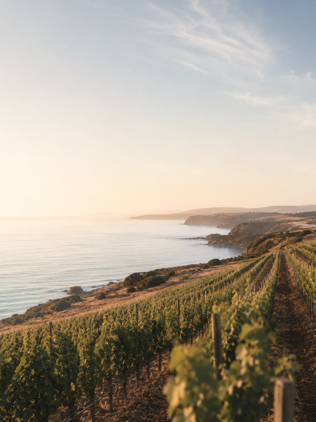Vineyard on a hillside overlooking the ocean at sunset, with rows of grapevines and a clear sky representing the Coast to Vines Advisory brand