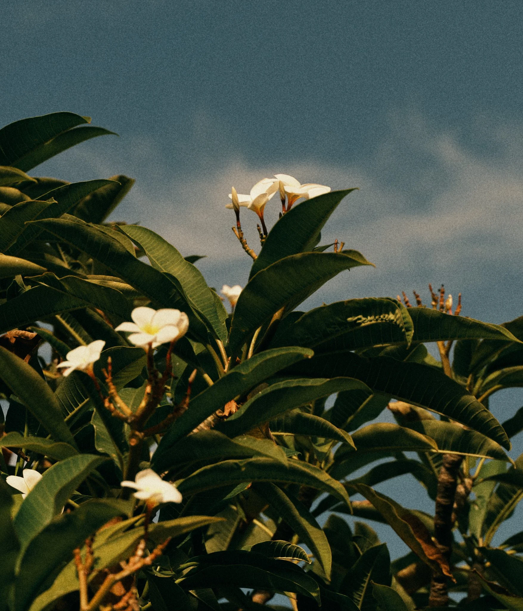 Close-up of white plumeria flowers with green leaves against a dark blue sky, possibly during early evening or late afternoon.