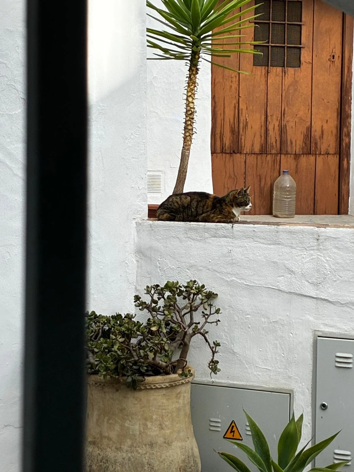 A tabby cat resting on a white ledge outdoors near a potted succulent plant, with a wooden door, a plastic water jug, and a palm tree in the background, seen through a partially obscured view.