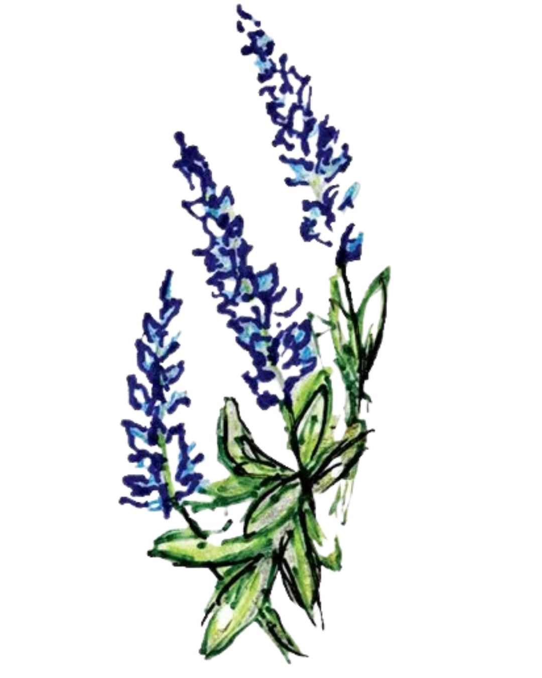 A watercolor illustration of a lavender bouquet with purple flowers and green leaves.