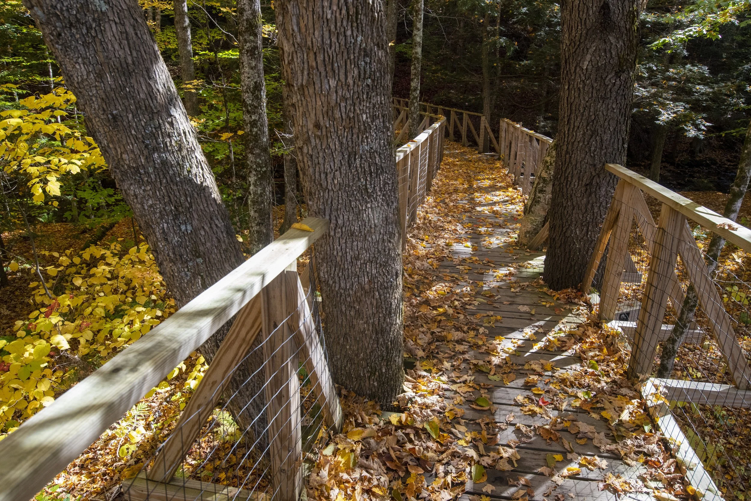 A wooded trail with large trees and fallen yellow leaves, bordered by a wooden fence with wire mesh, on an autumn day.