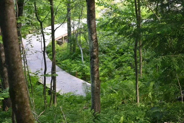 Wooden pathway winding through a dense, green forest with tall trees and lush foliage.