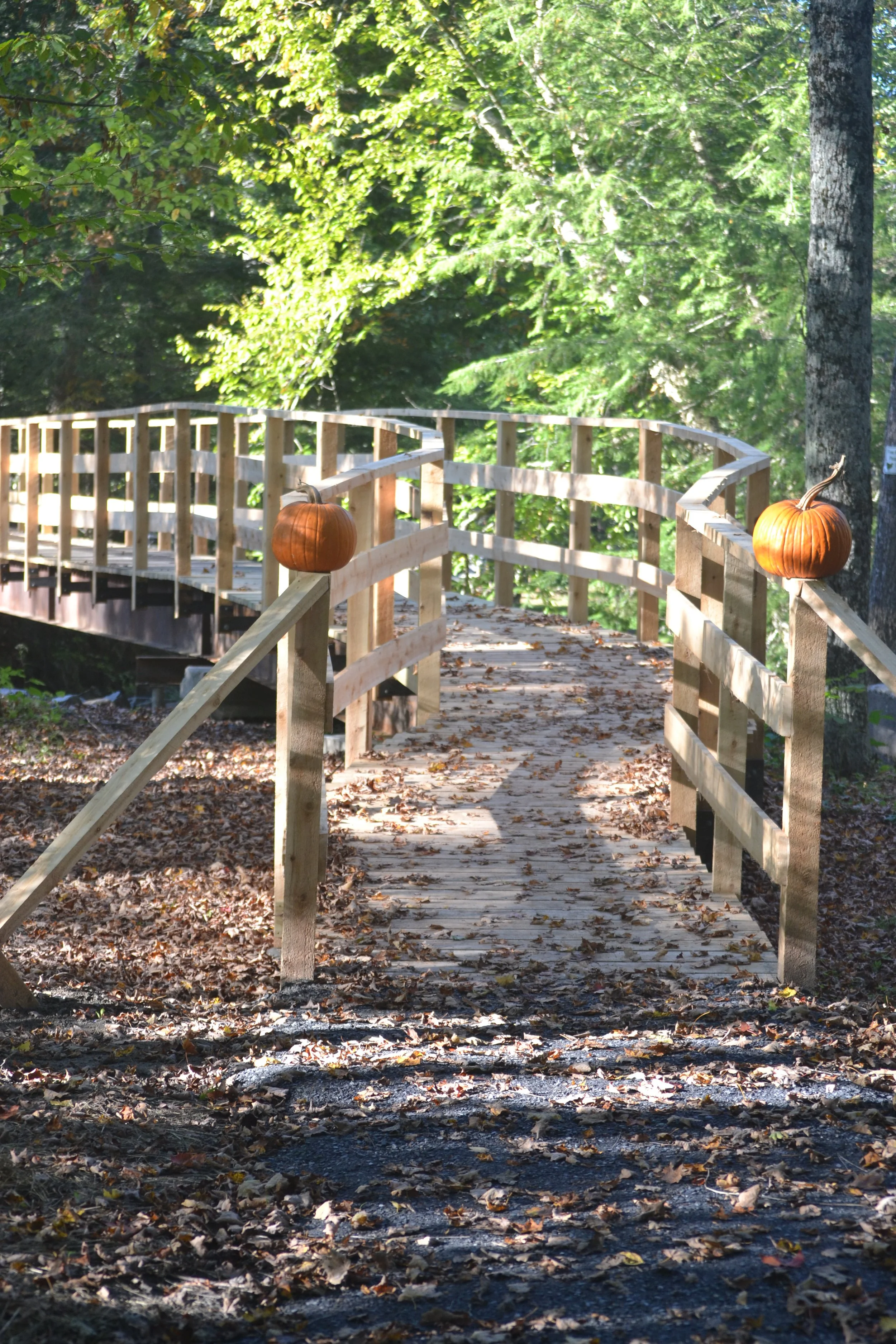 Wooden footbridge with pumpkins on the railing in a forest surrounded by green trees and fallen leaves on the ground.