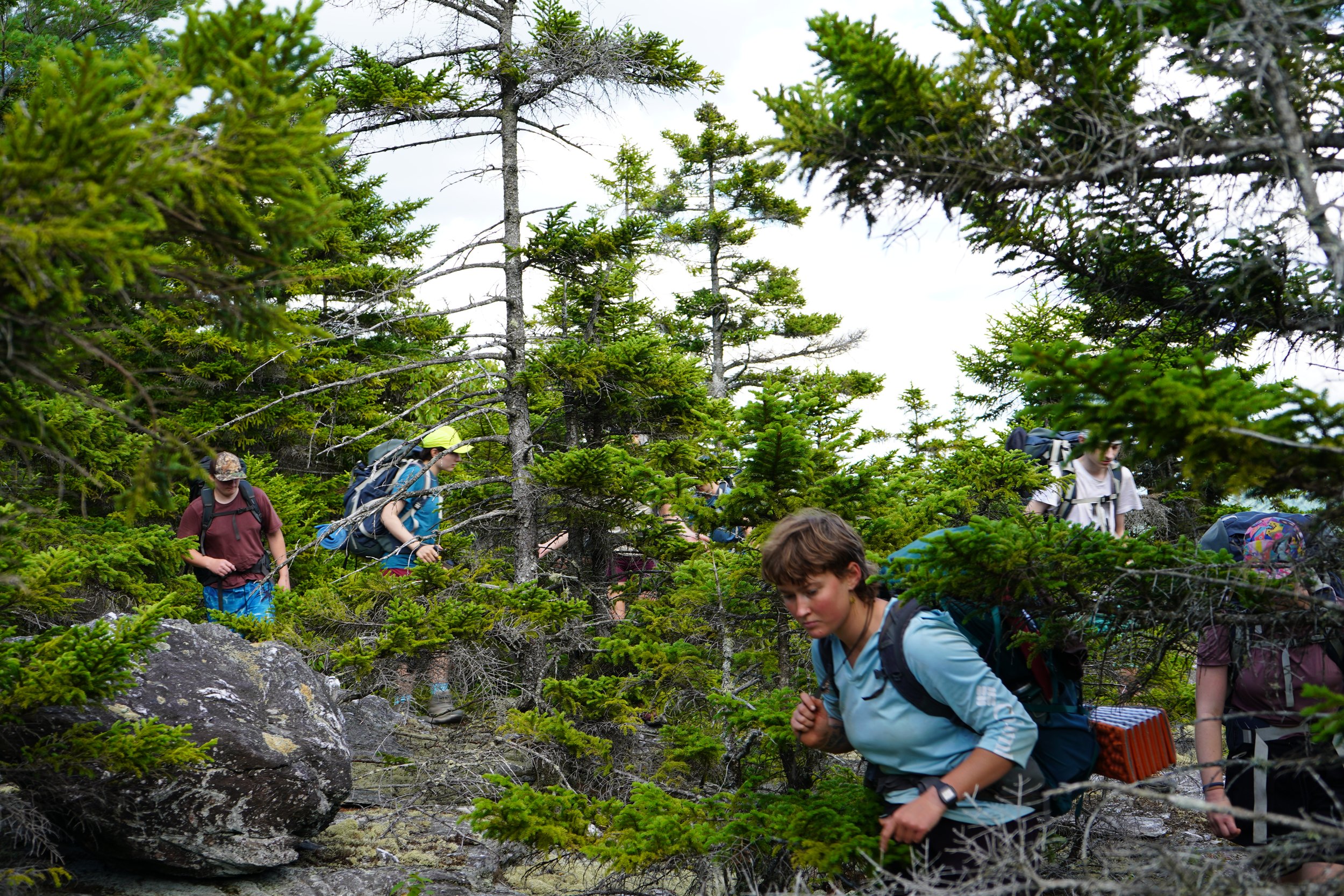 A group of hikers navigating through a dense forest with tall pine trees. The hikers are wearing backpacks and outdoor clothing, and some are looking down at the trail as they walk among the greenery.