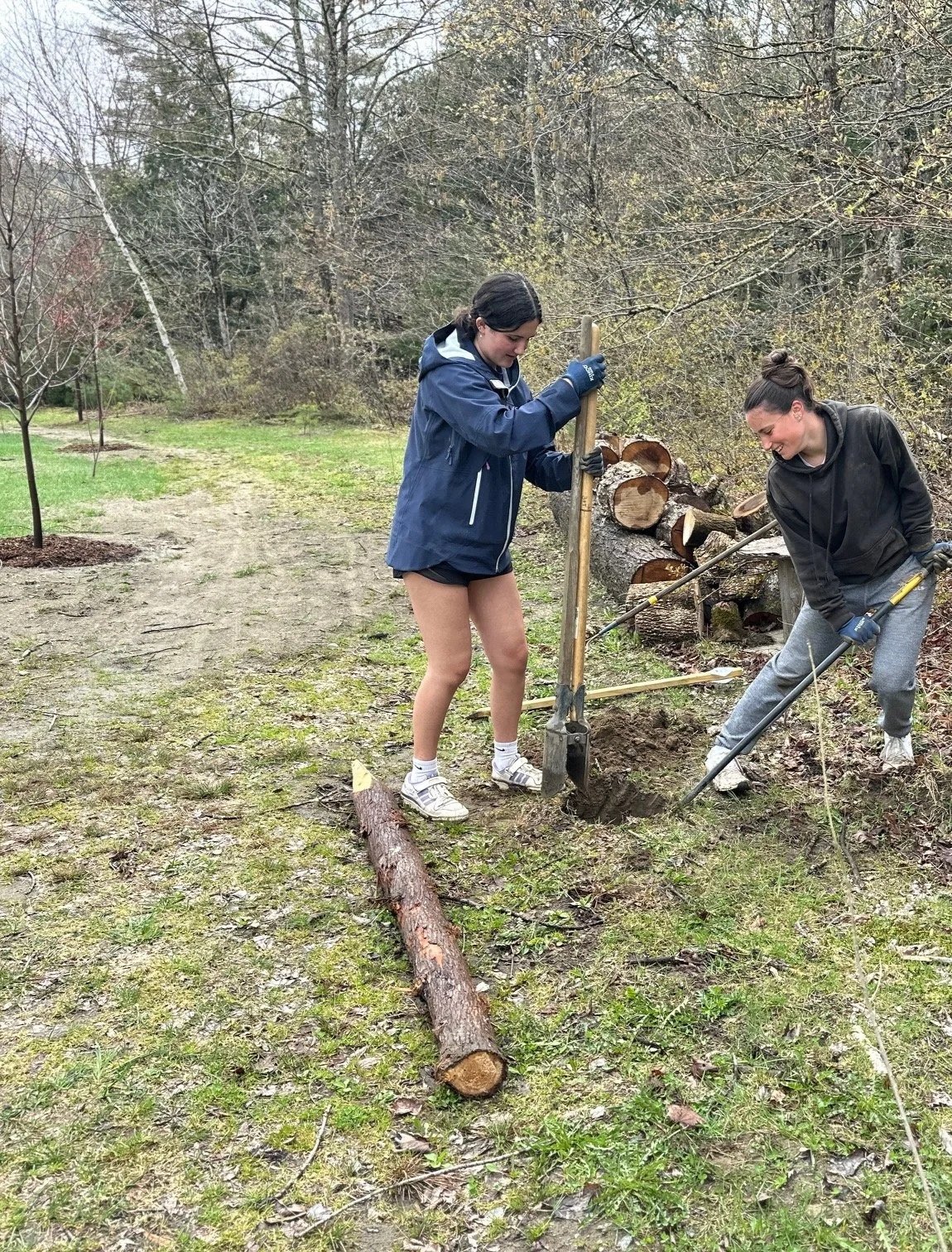 Two women planting a tree in a park, using shovels, with a fallen log nearby and a pile of cut logs behind them.